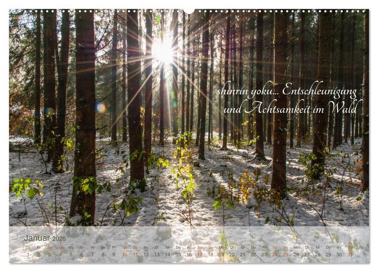Produktbild: Shinrin yoku - Waldbaden 2026 (Wandkalender 2026 DIN A2 quer), CALVENDO Monatskalender