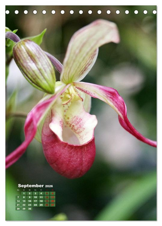 Produktbild: Orchideensch&auml;tze (Tischkalender 2026 DIN A5 hoch), CALVENDO Monatskalender