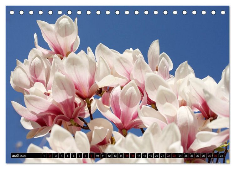 Produktbild: Magnolias en fleur (Calendrier de bureau 2026 DIN A5 vertical), CALVENDO calendrier mensuel