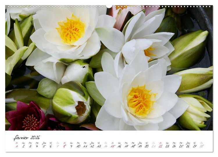 Produktbild: N&eacute;nuphars enchanteurs (Calendrier mural 2026 DIN A2 vertical), CALVENDO calendrier mensuel