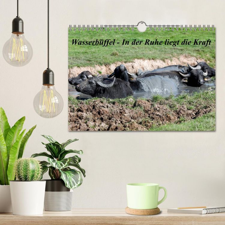 Produktbild: Wasserb&uuml;ffel - In der Ruhe liegt die Kraft (Wandkalender 2026 DIN A4 quer), CALVENDO Monatskalender