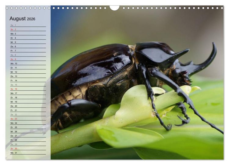 Produktbild: Die geheimnisvolle Welt der Insekten (Wandkalender 2026 DIN A3 quer), CALVENDO Monatskalender