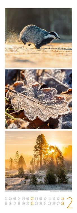 Produktbild: Waldleben Triplet-Kalender 2027 | Spaziergang durch heimische W&auml;lder