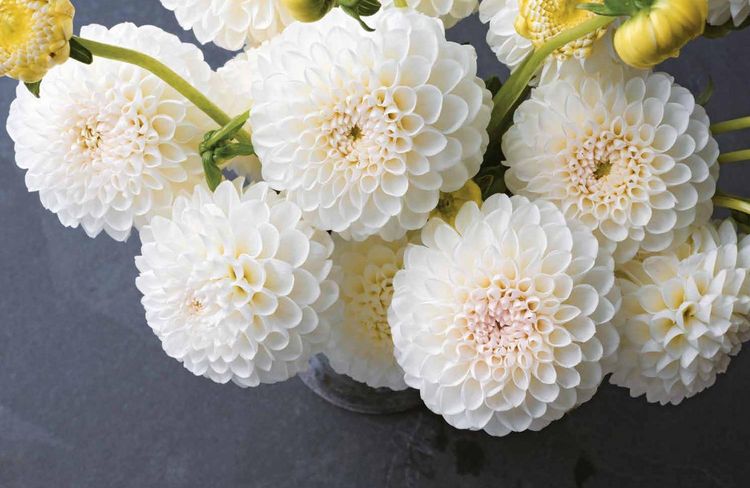 Produktbild: Lane, G: Dahlias