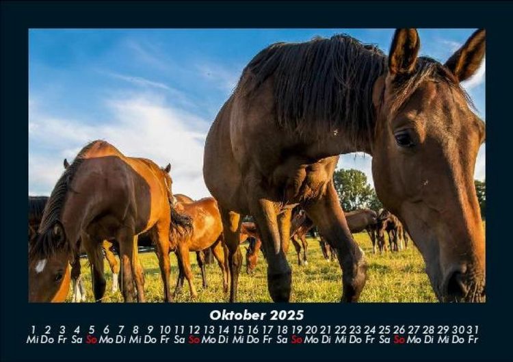 Produktbild: Die Welt der Pferde 2025 Fotokalender DIN A5