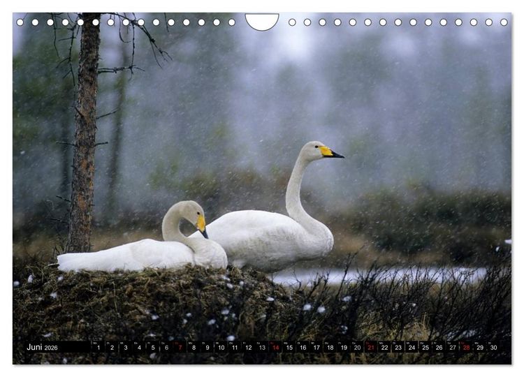 Produktbild: SCHW&Auml;NE. (Wandkalender 2026 DIN A4 quer), CALVENDO Monatskalender