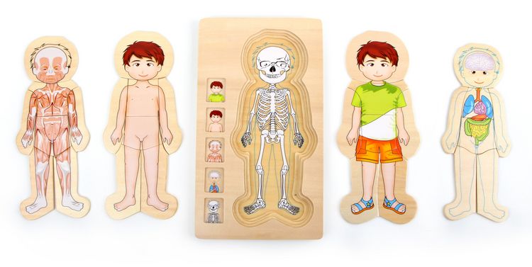 Produktbild: Schichtenpuzzle Anatomie Junge