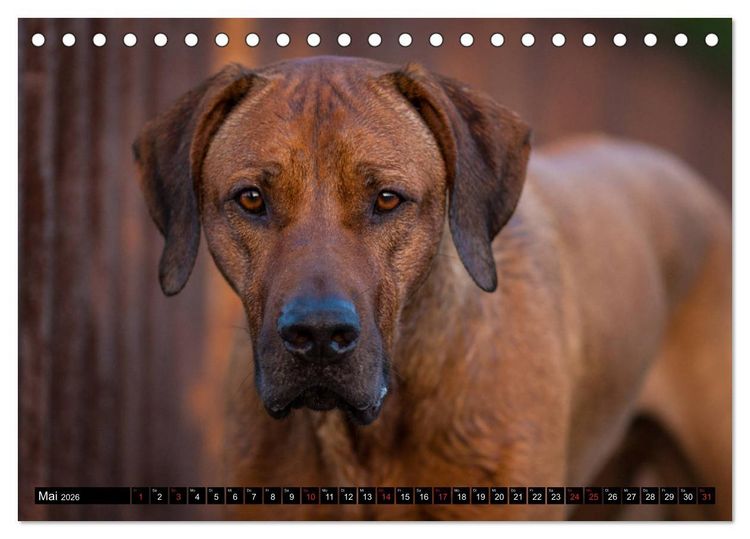 Produktbild: Ridgeback King (Tischkalender 2026 DIN A5 quer), CALVENDO Monatskalender
