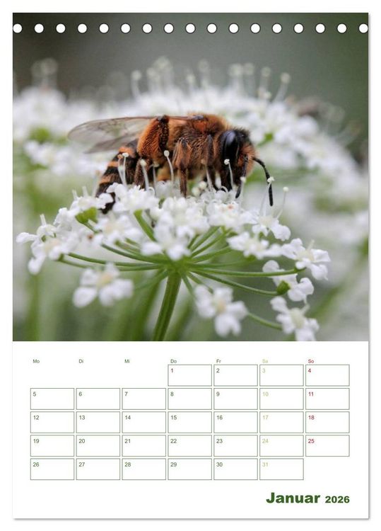 Produktbild: Bienen-Terminplaner 2026 (Tischkalender 2026 DIN A5 hoch), CALVENDO Monatskalender