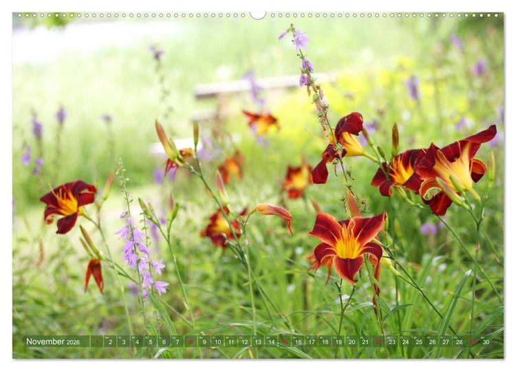 Produktbild: Taglilien im Garten (Wandkalender 2026 DIN A2 quer), CALVENDO Monatskalender