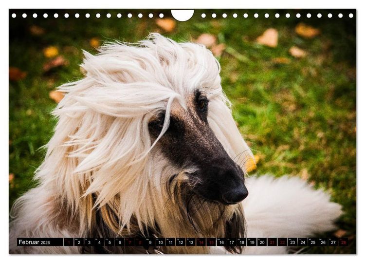 Produktbild: Windhunde - eine Leidenschaft (Wandkalender 2026 DIN A4 quer), CALVENDO Monatskalender