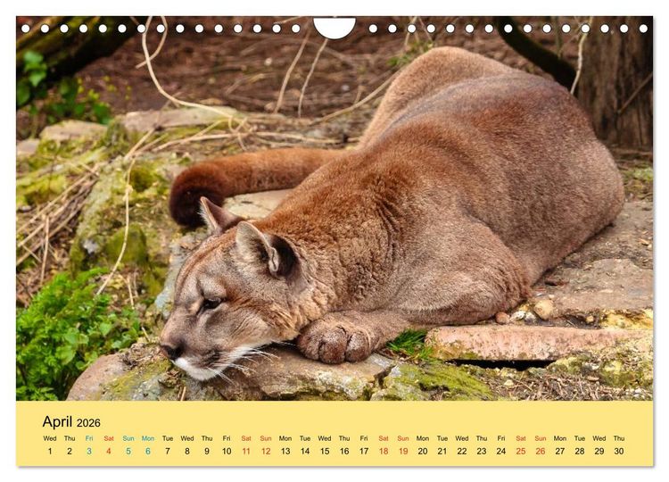 Produktbild: Just Big Cats (Wall Calendar 2026 DIN A4 landscape), CALVENDO 12 Month Wall Calendar