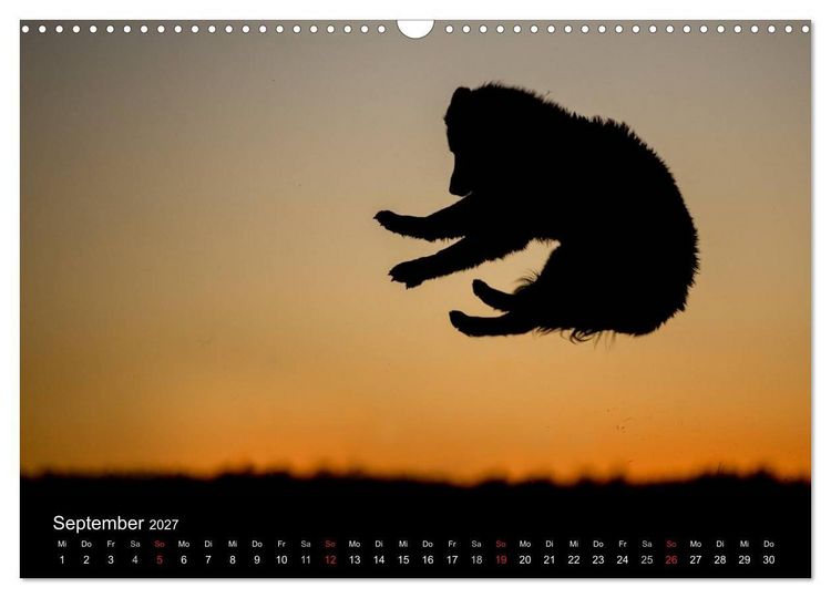 Produktbild: Toller - Nova Scotia Duck Tolling Retriever (Wandkalender 2027 DIN A3 quer), CALVENDO Monatskalender