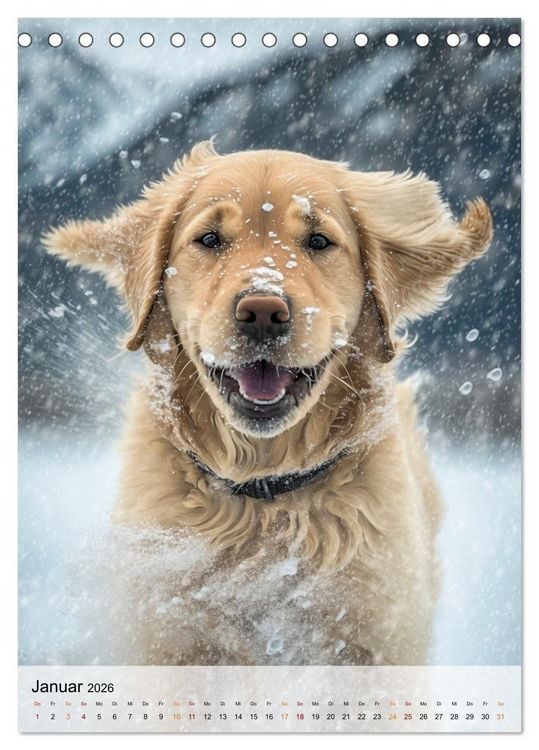 Produktbild: Golden Retriever - ein Hund f&uuml;r die Familie (Tischkalender 2026 DIN A5 hoch), CALVENDO Monatskalender