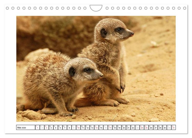 Produktbild: Kleine Schelme - Tierbabys (Wandkalender 2026 DIN A4 quer), CALVENDO Monatskalender