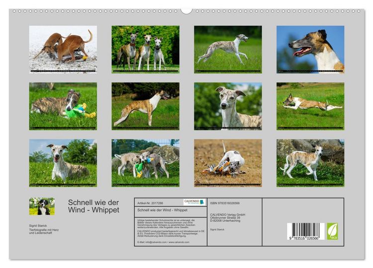 Produktbild: Schnell wie der Wind - Whippet (hochwertiger Premium Wandkalender 2026 DIN A2 quer), Kunstdruck in Hochglanz