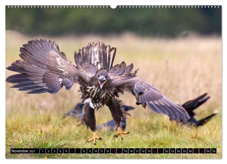 Produktbild: Seeadler in Polen (Wandkalender 2027 DIN A2 quer), CALVENDO Monatskalender
