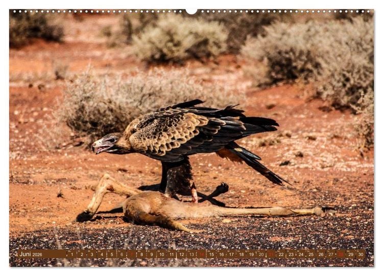 Produktbild: Outback Life - Australien (Wandkalender 2026 DIN A2 quer), CALVENDO Monatskalender