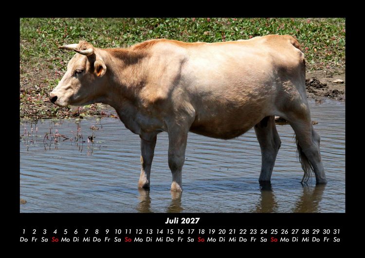 Produktbild: Kuhkalender 2027 Fotokalender DIN A3