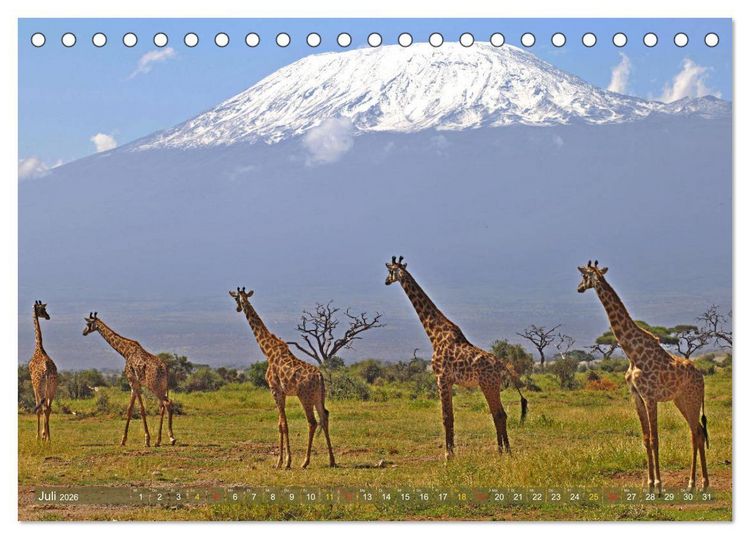 Produktbild: Giraffen - Sanftheit und Anmut (Tischkalender 2026 DIN A5 quer), CALVENDO Monatskalender