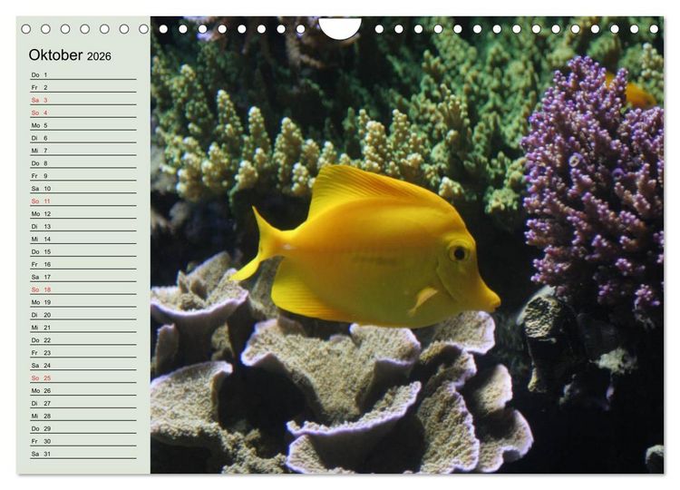 Produktbild: Knallbunte Wasserwelt. Die Welt der Fische (Wandkalender 2026 DIN A4 quer), CALVENDO Monatskalender