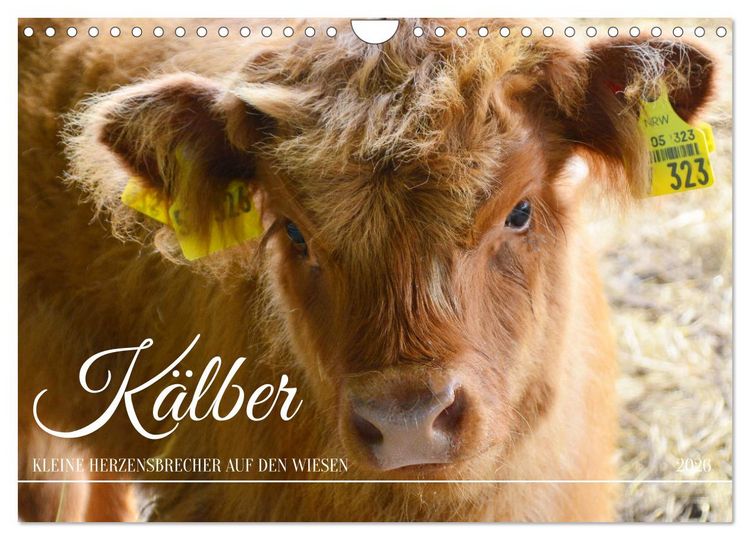 Produktbild: K&auml;lber - Kleine Herzensbrecher auf den Wiesen (Wandkalender 2026 DIN A4 quer), CALVENDO Monatskalender