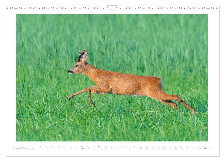 Produktbild: Un an avec des chevreuils (Calendrier mural 2026 DIN A3 vertical), CALVENDO calendrier mensuel