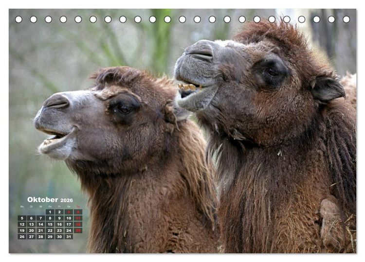 Produktbild: Kamele (Tischkalender 2026 DIN A5 quer), CALVENDO Monatskalender