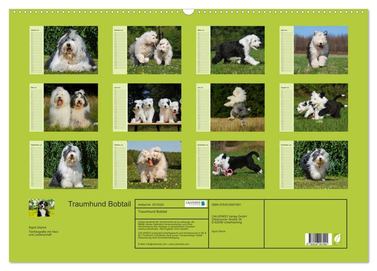 Produktbild: Traumhund Bobtail (Wandkalender 2026 DIN A2 quer), CALVENDO Monatskalender