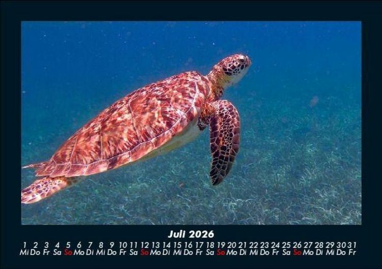 Produktbild: Schildkr&ouml;tenzauber 2026 Fotokalender DIN A5