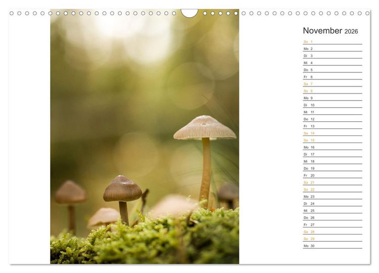 Produktbild: Kleine Wunder vor der Haust&uuml;r (Wandkalender 2026 DIN A3 quer), CALVENDO Monatskalender