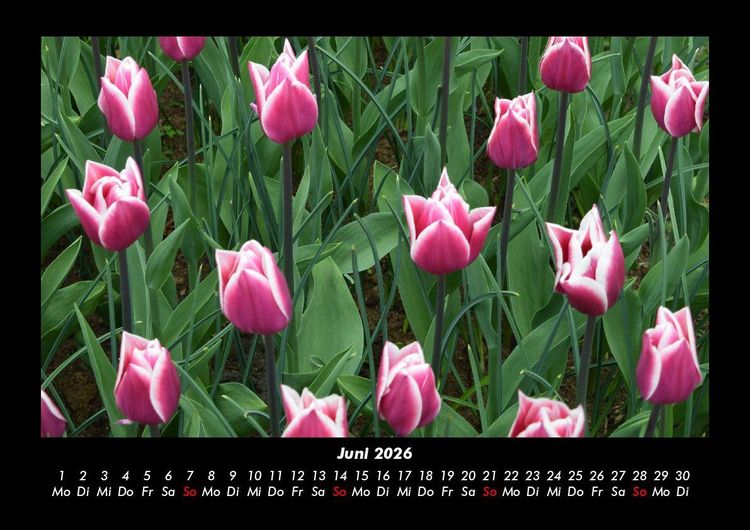 Produktbild: Blumentr&auml;ume 2026 Fotokalender DIN A3
