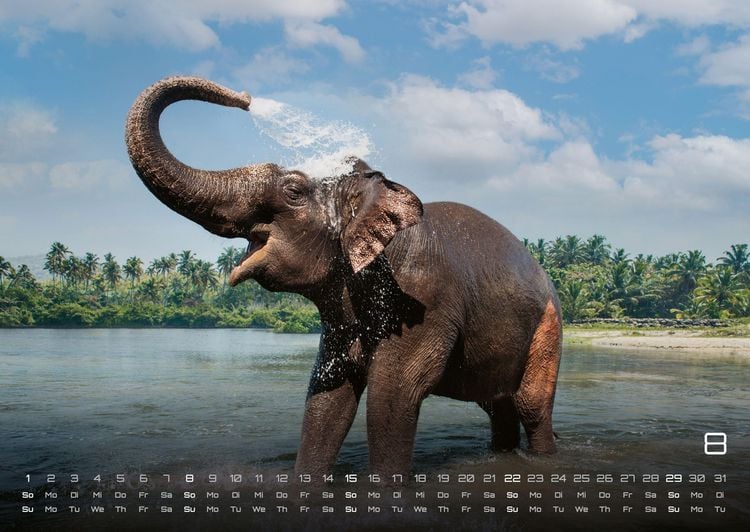 Produktbild: Elefanten - einzigartige Giganten - 2027 - Kalender DIN A2