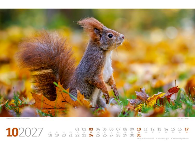 Produktbild: Tierwelt Wald Kalender 2027
