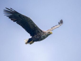 Produktbild: CALVENDO Puzzle Seeadler im Flug | 1000 Teile Lege-Gr&ouml;&szlig;e 64x48cm Foto-Puzzle f&uuml;r gl&uuml;ckliche Stunden