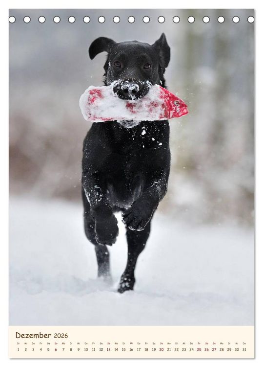 Produktbild: Labrador Retriever (Tischkalender 2026 DIN A5 hoch), CALVENDO Monatskalender