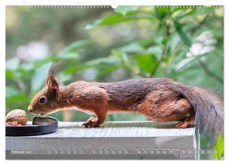 Produktbild: Eichh&ouml;rnchen am Fenster (Wandkalender 2026 DIN A2 quer), CALVENDO Monatskalender