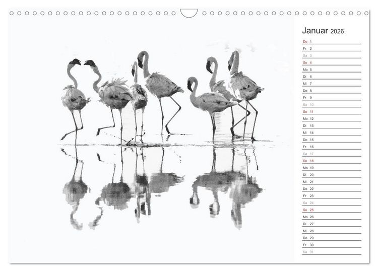 Produktbild: Flamingo Impressionen 2026 (Wandkalender 2026 DIN A3 quer), CALVENDO Monatskalender