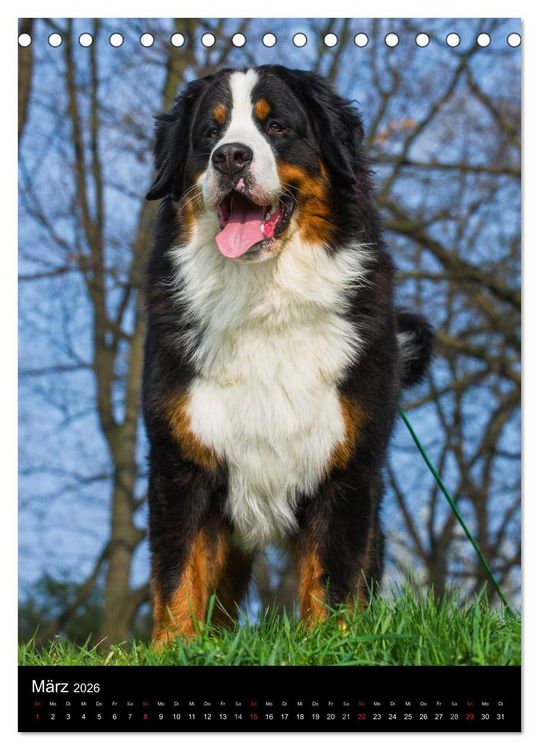 Produktbild: Faszination Berner Sennenhund (Tischkalender 2026 DIN A5 hoch), CALVENDO Monatskalender
