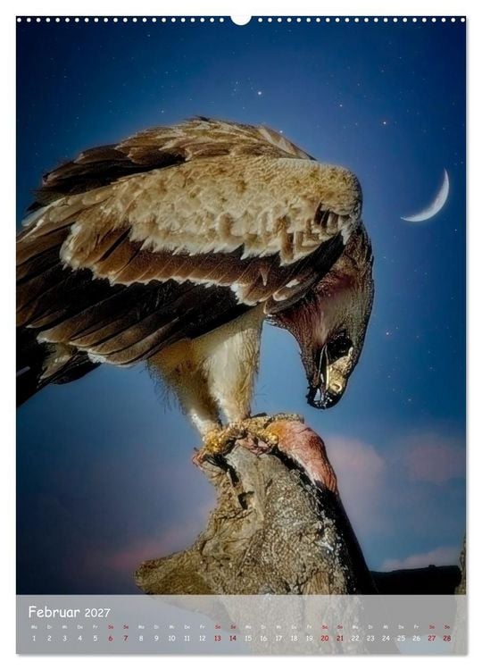 Produktbild: Adler in Afrika (Wandkalender 2027 DIN A2 hoch), CALVENDO Monatskalender