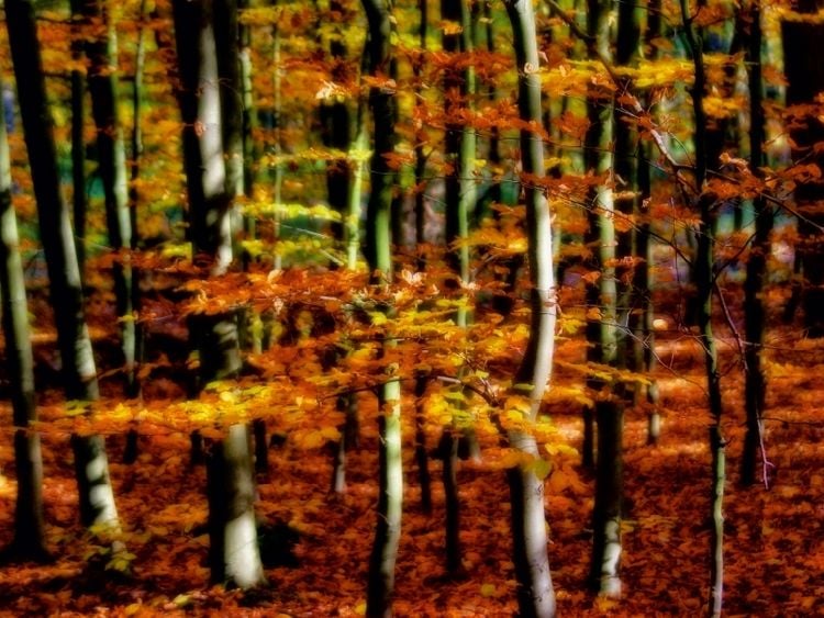 Produktbild: CALVENDO Puzzle Goldener Herbst 1000 Teile Puzzle quer | 1000 Teile Lege-Gr&ouml;&szlig;e 64 &times; 48 cm Foto-Puzzle f&uuml;r gl&uuml;ckliche Stunden