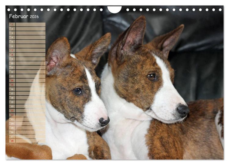Produktbild: Basenji, der Kongo-Terrier (Wandkalender 2026 DIN A4 quer), CALVENDO Monatskalender