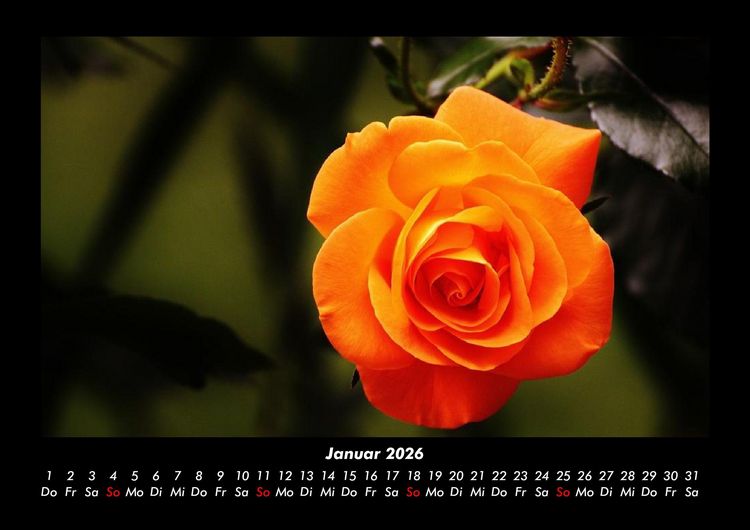 Produktbild: Blumen & Pflanzen 2026 Fotokalender DIN A3