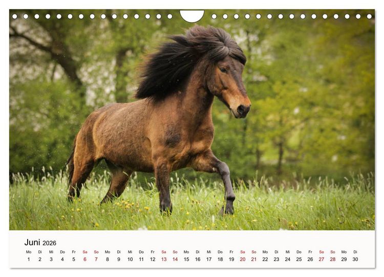 Produktbild: Isl&auml;nder - icelandic horses (Wandkalender 2026 DIN A4 quer), CALVENDO Monatskalender