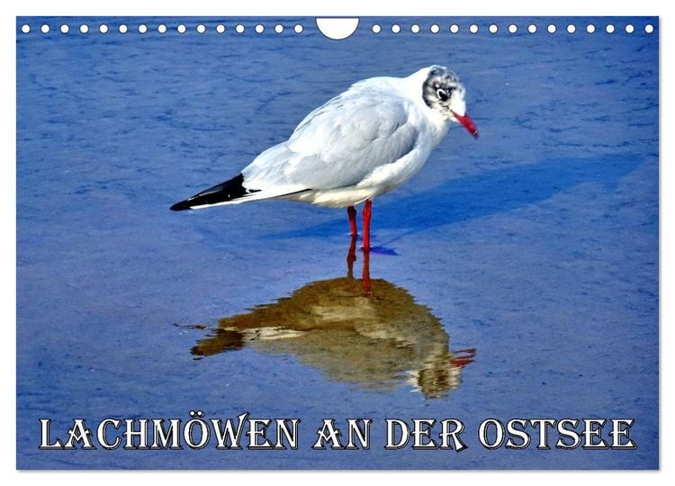 Produktbild: Lachm&ouml;wen an der Ostsee (Wandkalender 2026 DIN A4 quer), CALVENDO Monatskalender
