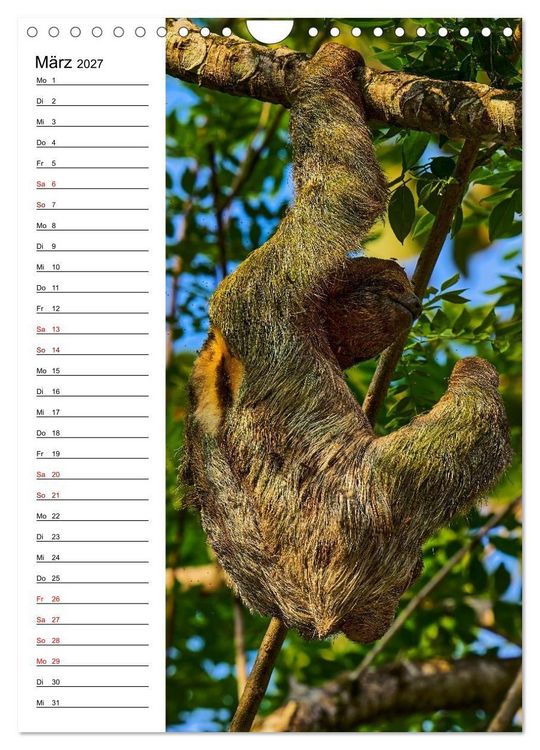 Produktbild: Costa Rica - Magische Tiere des Regenwaldes (Wandkalender 2027 DIN A4 hoch), CALVENDO Monatskalender