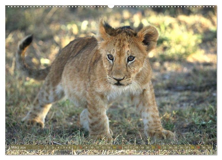 Produktbild: Wildes Kinderzimmer - Tierkinder in Afrika (hochwertiger Premium Wandkalender 2026 DIN A2 quer), Kunstdruck in Hochglanz