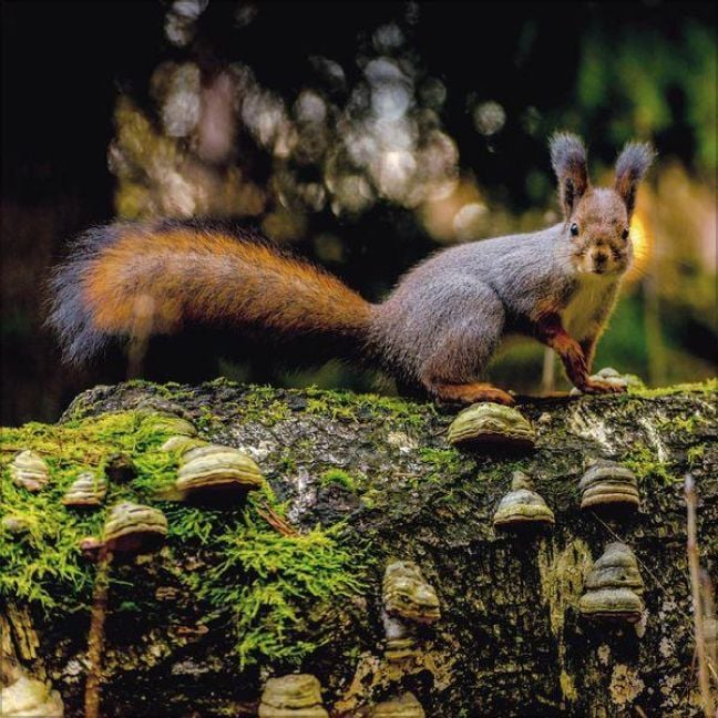 Produktbild: Eichh&ouml;rnchen 2027
