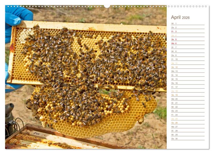 Produktbild: S&uuml;&szlig;es Gold: Imker, Bienen & Honig (hochwertiger Premium Wandkalender 2026 DIN A2 quer), Kunstdruck in Hochglanz