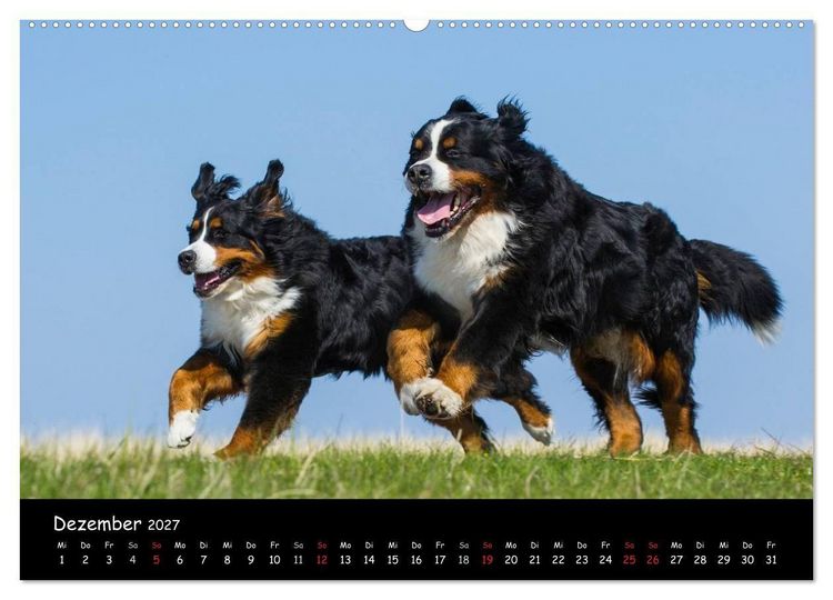 Produktbild: Berner Sennenhund 2027 (hochwertiger Premium Wandkalender 2027 DIN A2 quer), Kunstdruck in Hochglanz